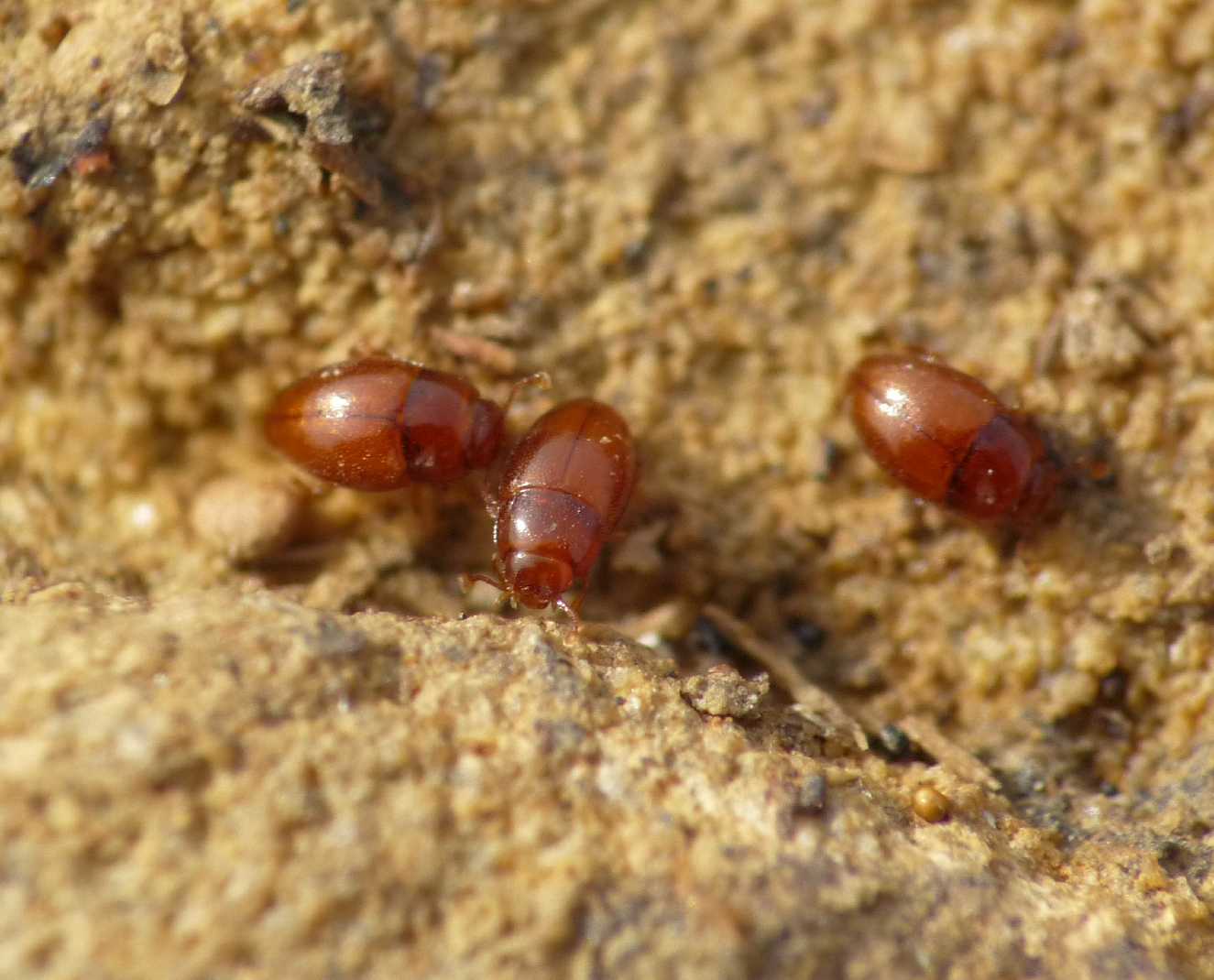 Coleotteri minuscoli - Cholovocera formicaria (cf.) Endomychidae